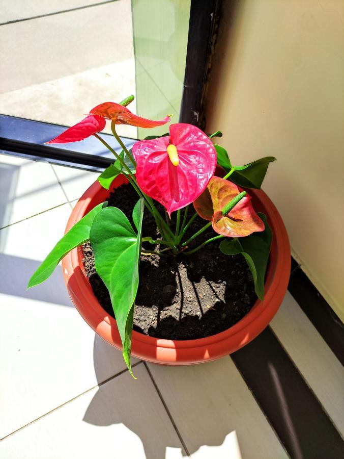 Hotel Tambopata Inn Puerto Maldonado Eksteriør billede